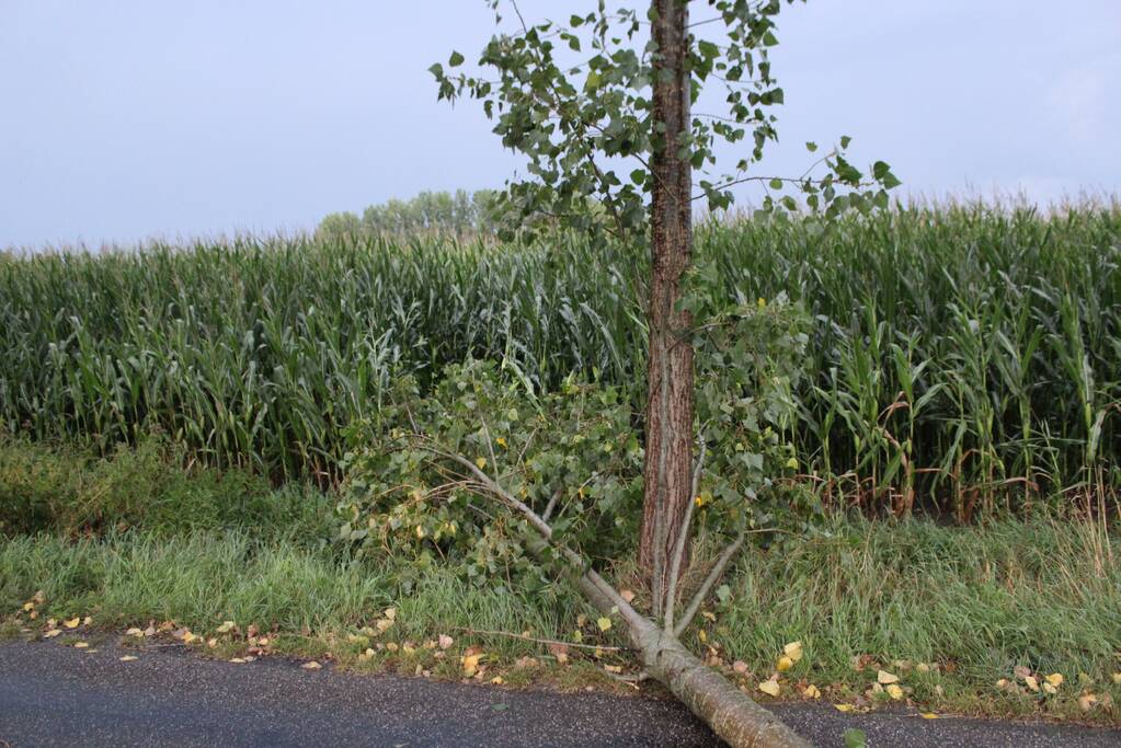 Boom waait om en beschadigt maisveld