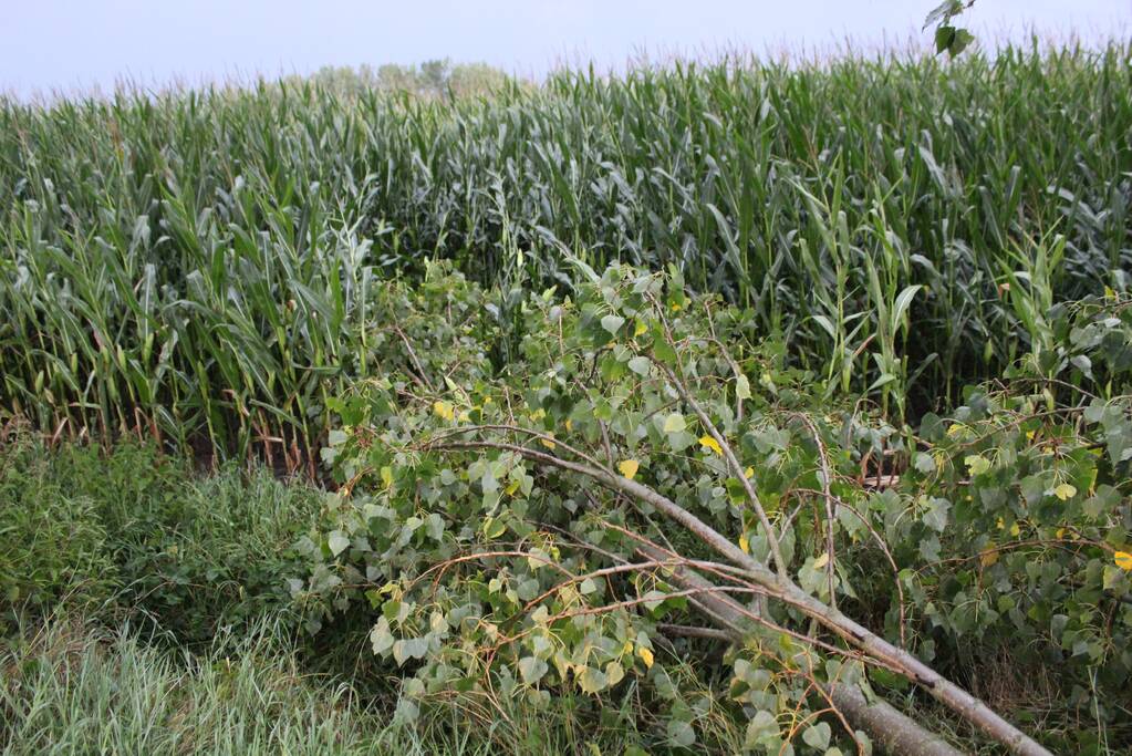 Boom waait om en beschadigt maisveld