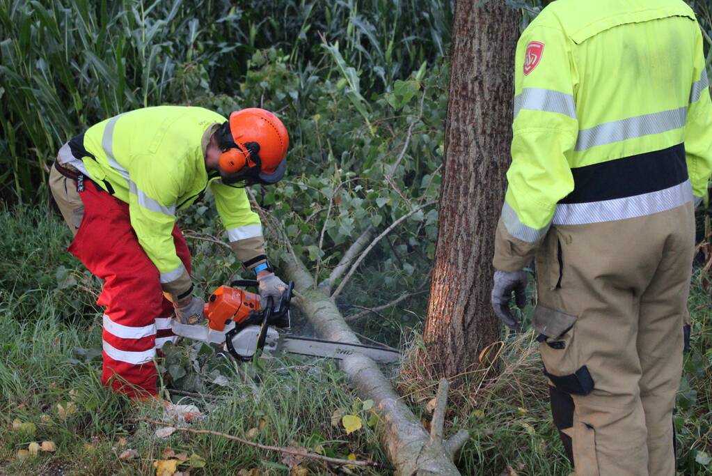 Boom waait om en beschadigt maisveld