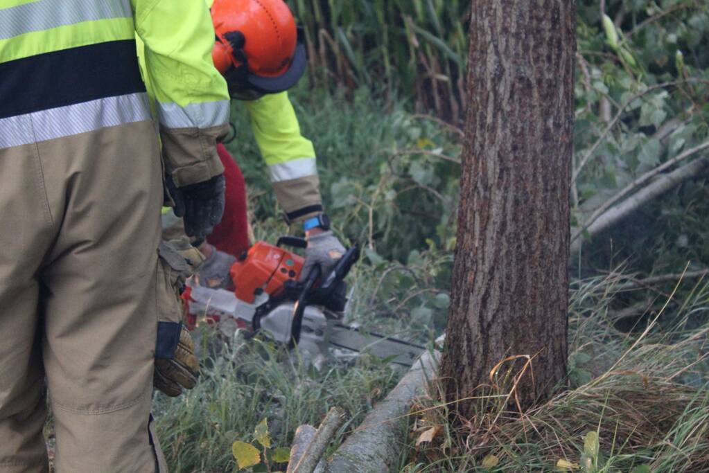 Boom waait om en beschadigt maisveld