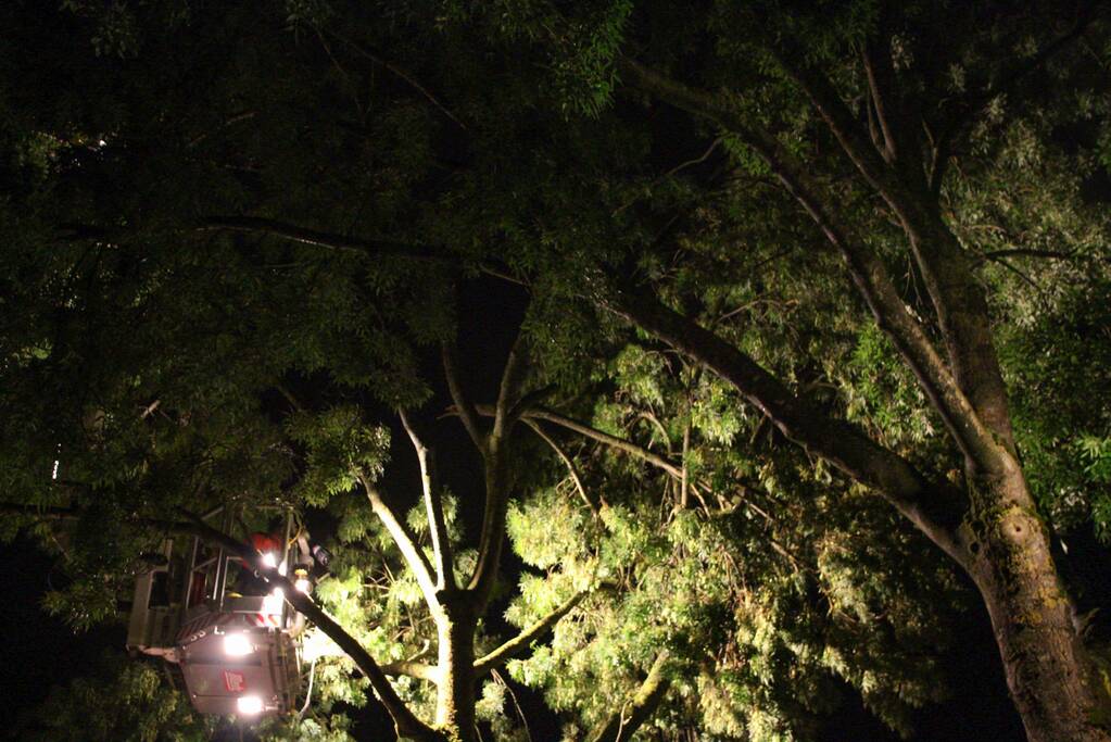 Meerdere takken breken af na blikseminslag in boom