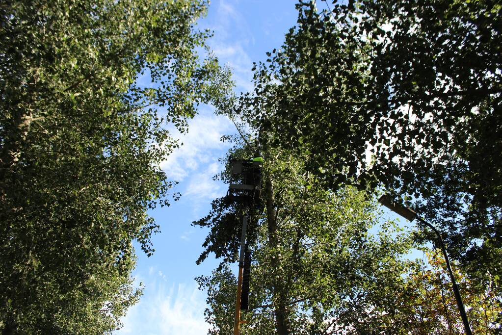 Top van boom breekt af en komt gevaarlijk boven de weg te hangen