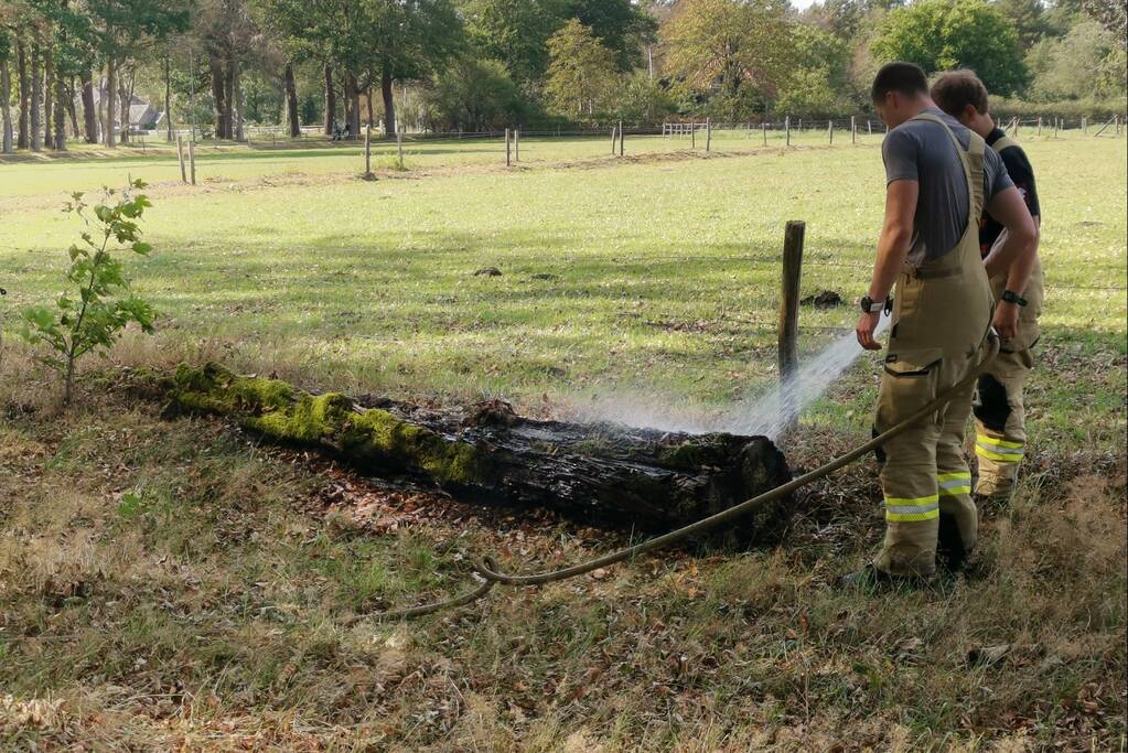 Oude boomstronk vliegt in brand