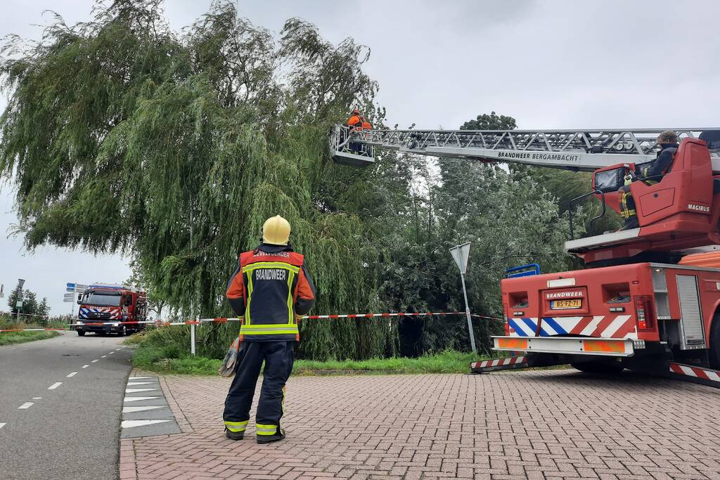 Storm Francis vernielt grote boom