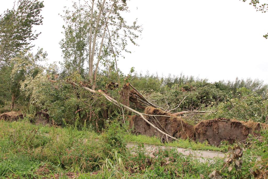 Storm Francis zorgt opnieuw voor omgewaaide takken en bomen