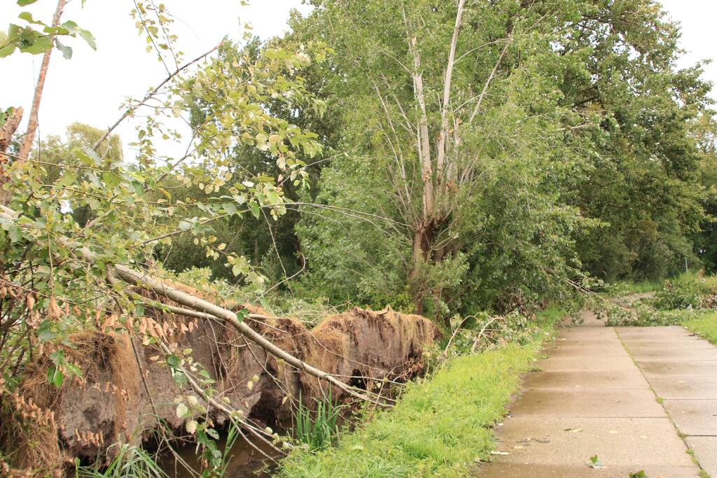 Storm Francis zorgt opnieuw voor omgewaaide takken en bomen