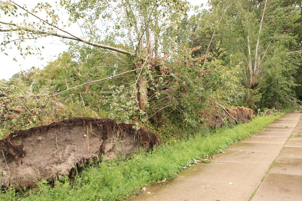 Storm Francis zorgt opnieuw voor omgewaaide takken en bomen
