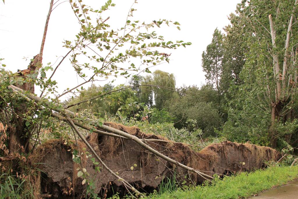 Storm Francis zorgt opnieuw voor omgewaaide takken en bomen