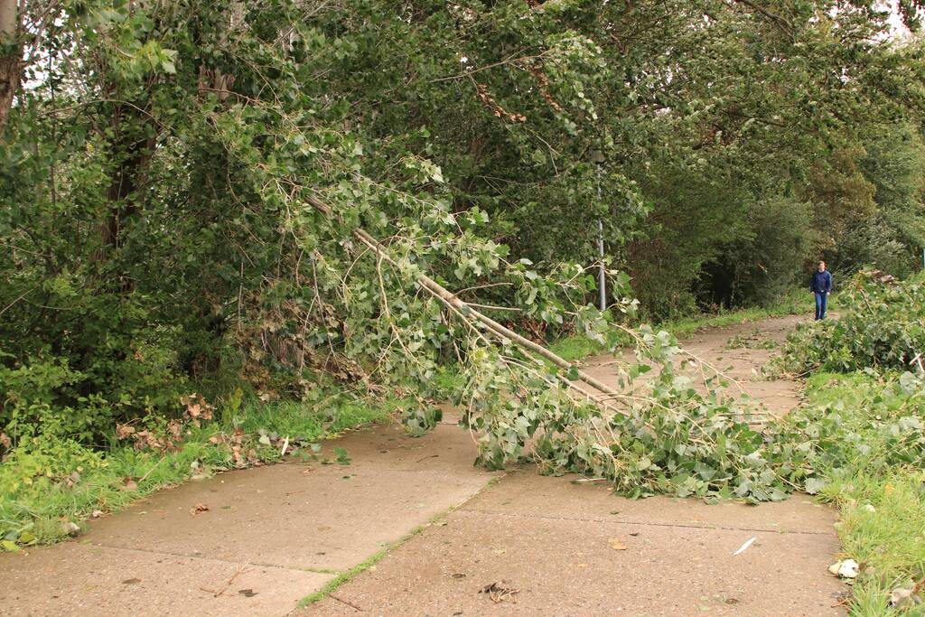 Storm Francis zorgt opnieuw voor omgewaaide takken en bomen
