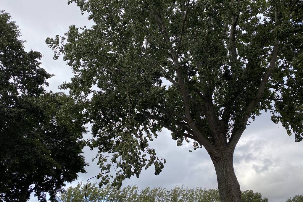 Brandweer verwijderd loshangende tak