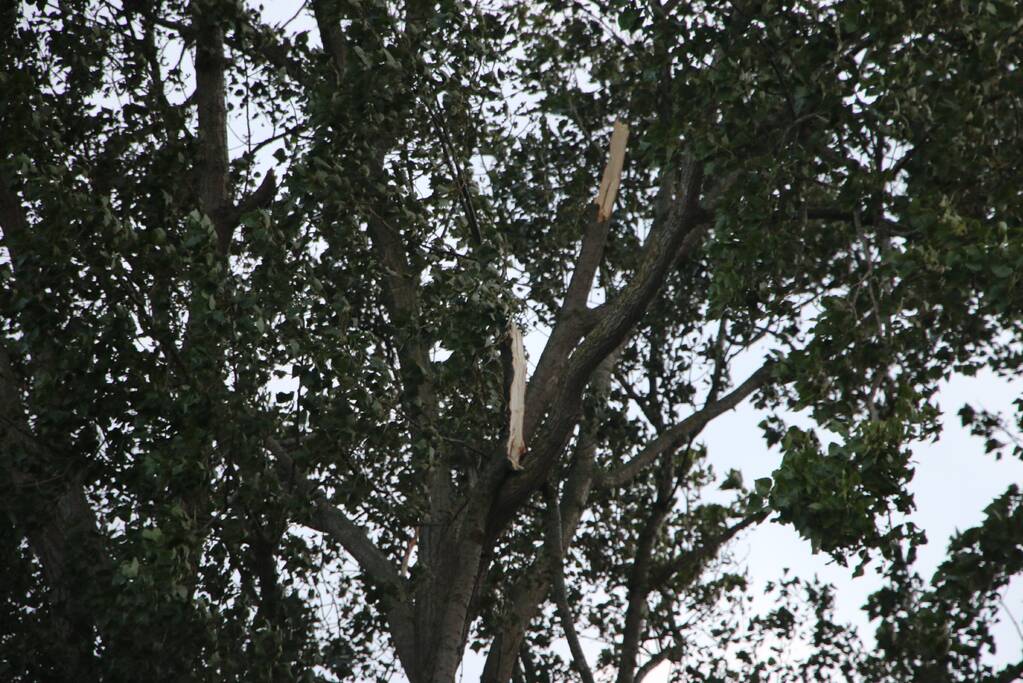 Met hoogwerker levensgevaarlijke takken verwijderd