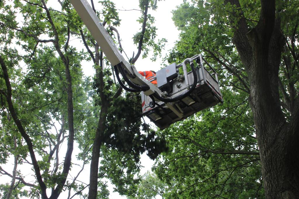 Loshangende takken zorgen voor gevaarlijke situatie boven fietspad