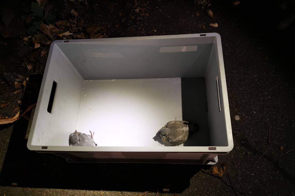 Jonge duiven gered na omgevallen boom