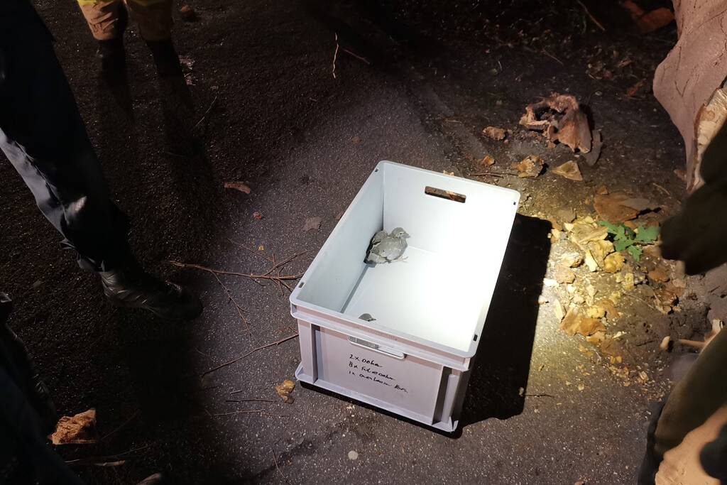 Jonge duiven gered na omgevallen boom