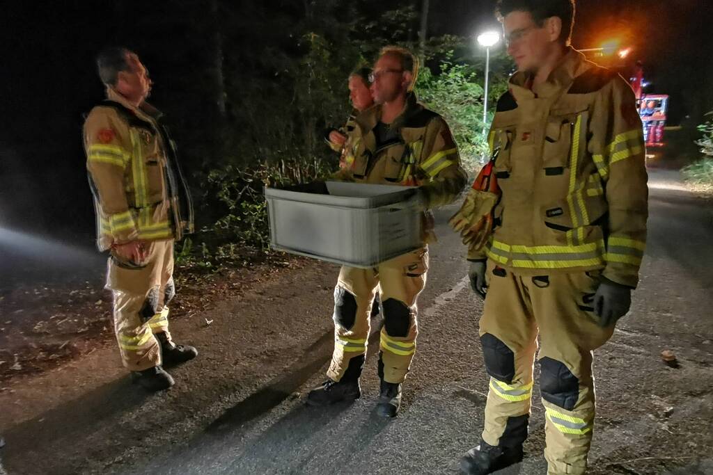 Jonge duiven gered na omgevallen boom