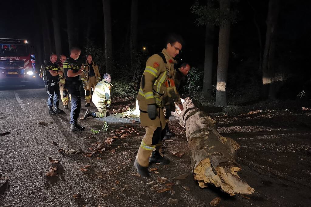 Jonge duiven gered na omgevallen boom