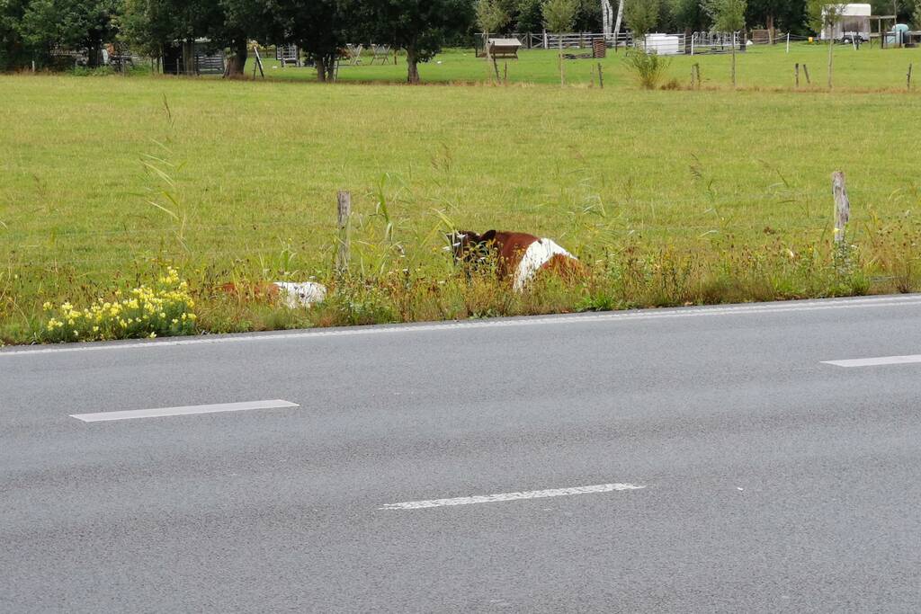 N781 afgesloten na loslopende koeien op de weg