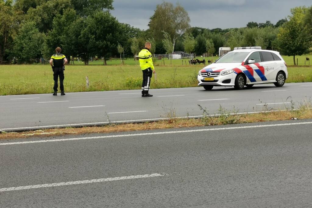 N781 afgesloten na loslopende koeien op de weg