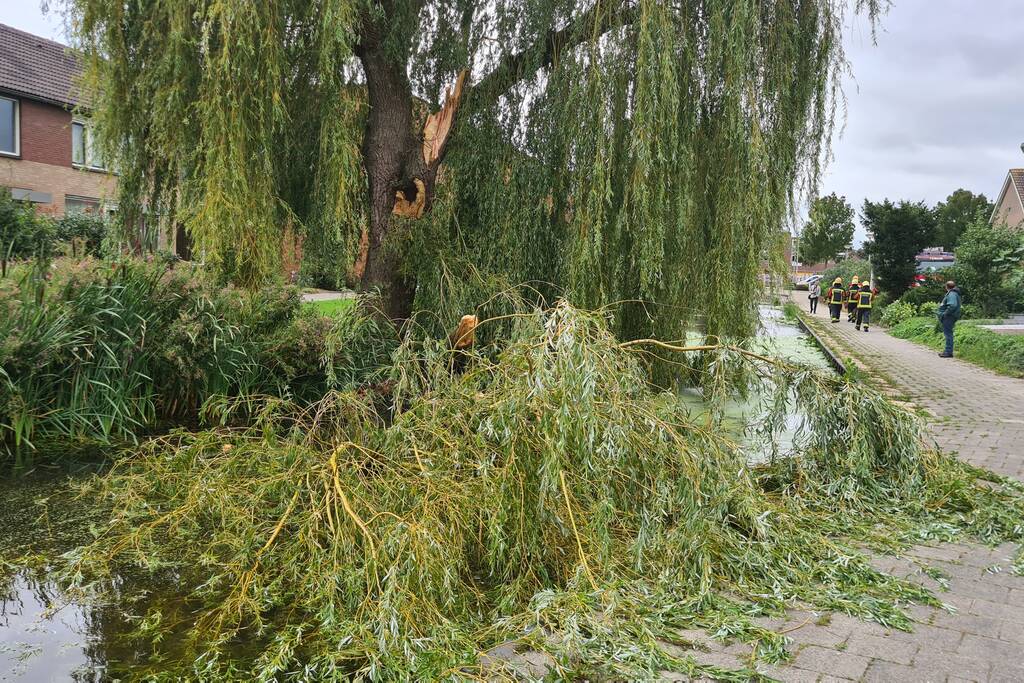 Grote takken uit boom afgebroken