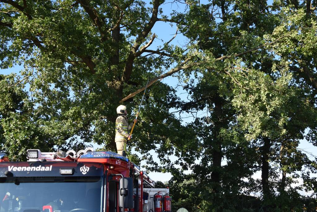 Gevaarlijk hangende tak uit boom verwijderd