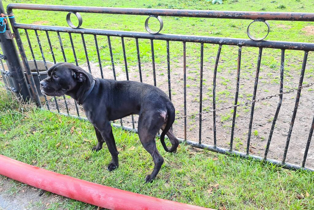 Veel rook bij brand in vrijstaande woning
