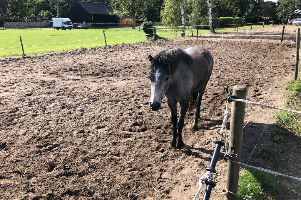Veulen belandt in put van veeschuur