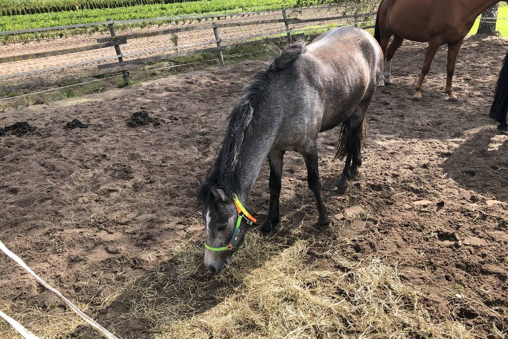 Veulen belandt in put van veeschuur