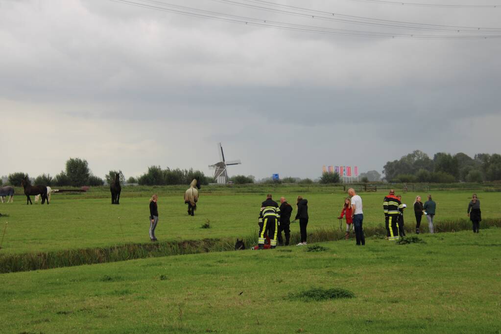 Paard vast in sloot, brandweer bevrijdt het dier
