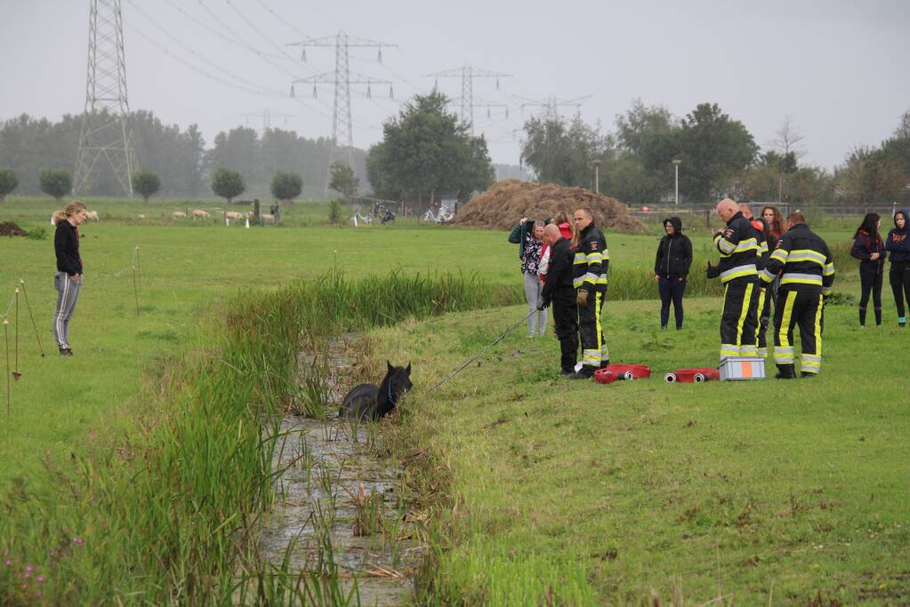 Paard vast in sloot, brandweer bevrijdt het dier