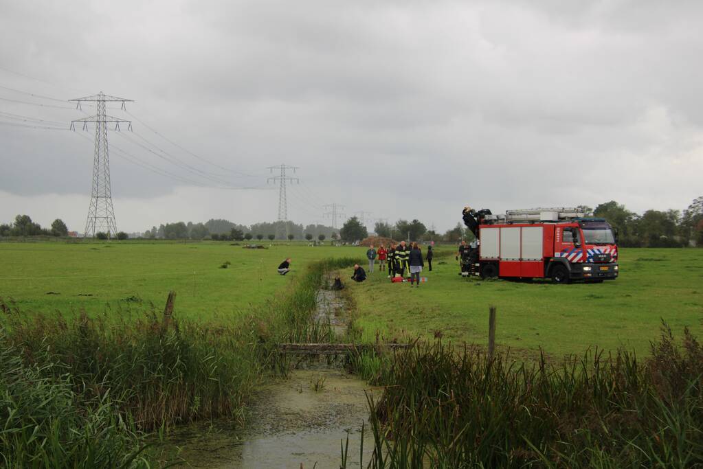 Paard vast in sloot, brandweer bevrijdt het dier