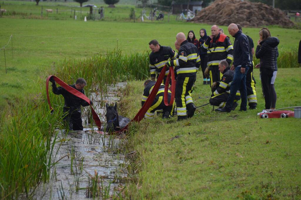 Paard vast in sloot, brandweer bevrijdt het dier