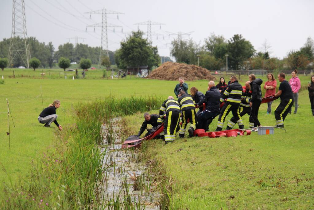Paard vast in sloot, brandweer bevrijdt het dier