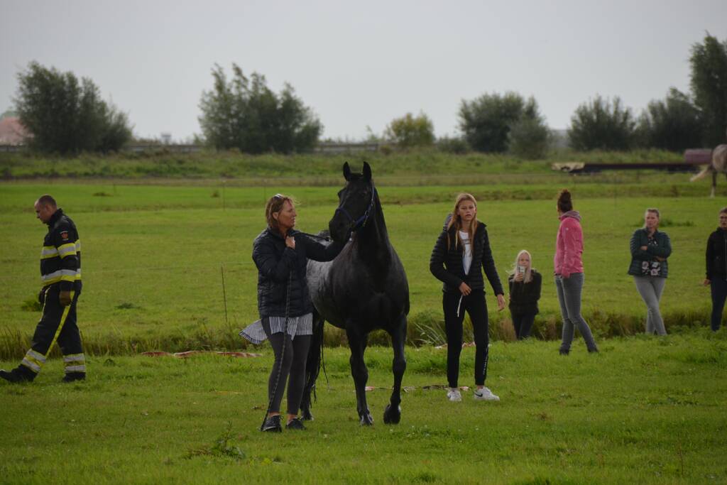 Paard vast in sloot, brandweer bevrijdt het dier