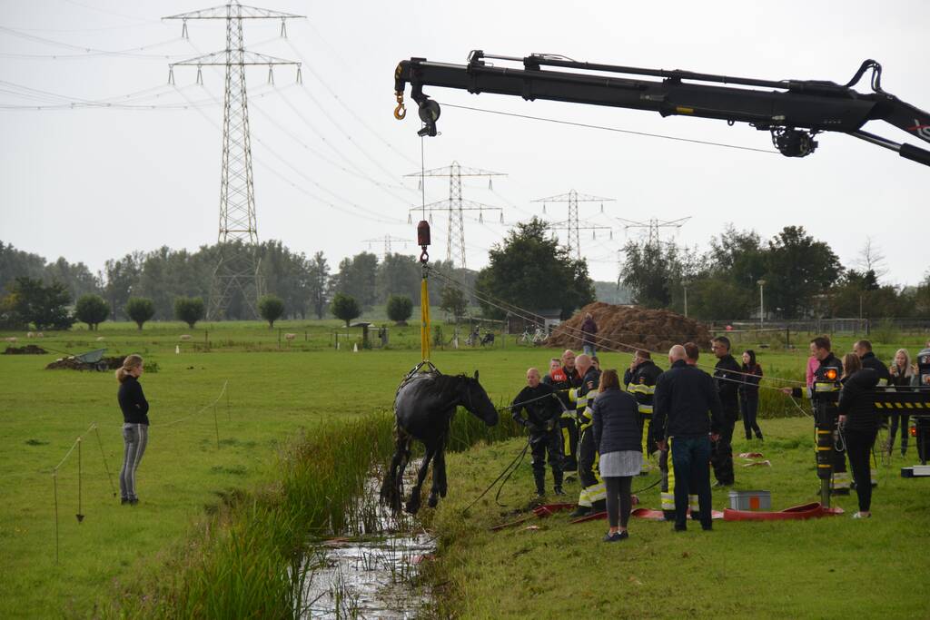 Paard vast in sloot, brandweer bevrijdt het dier