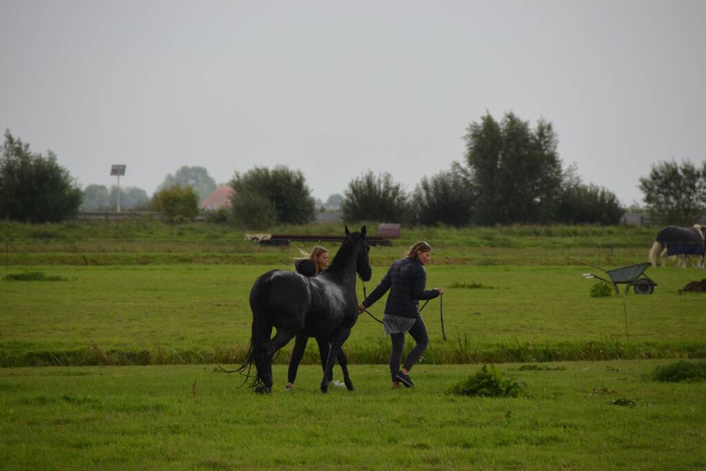 Paard vast in sloot, brandweer bevrijdt het dier