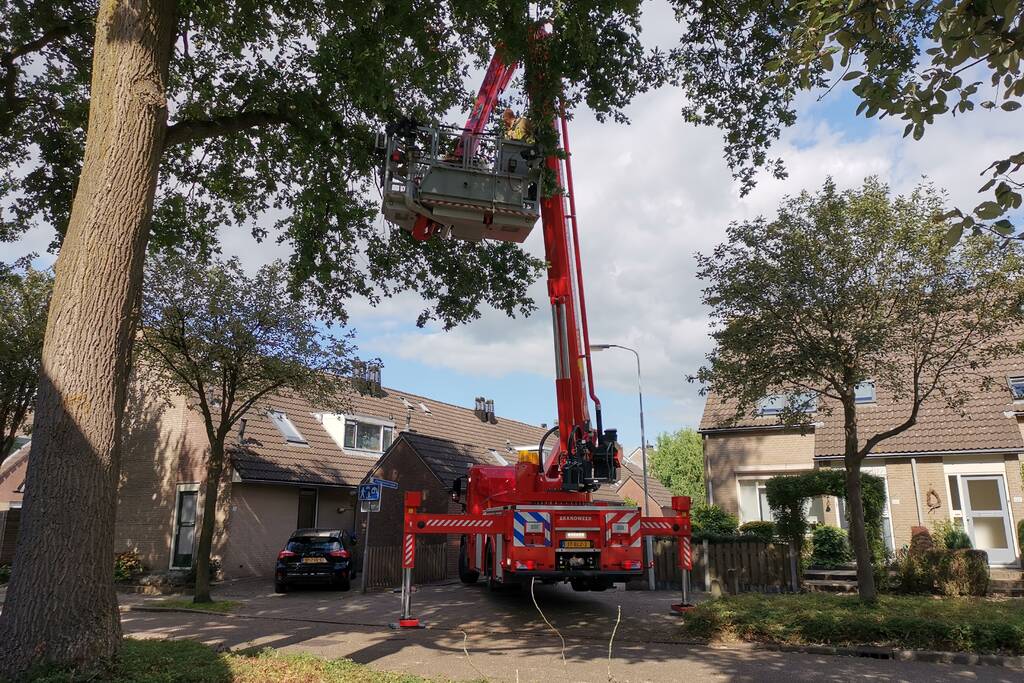 Poes zit hoog in de boom en kan er niet uit