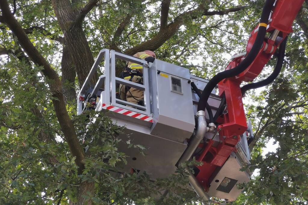 Poes zit hoog in de boom en kan er niet uit