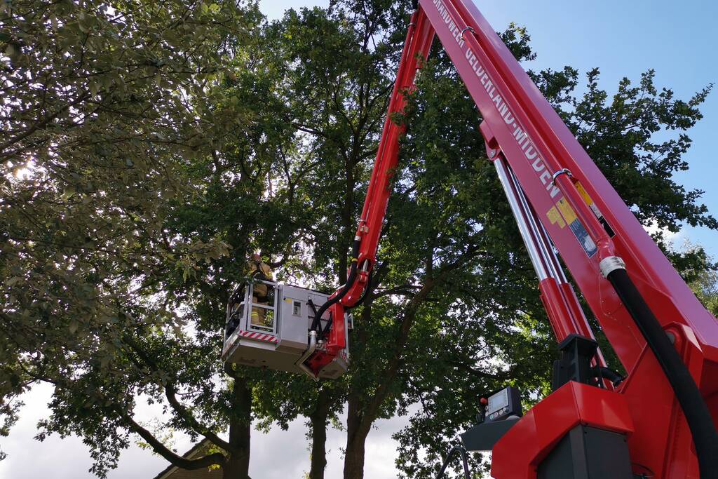 Poes zit hoog in de boom en kan er niet uit