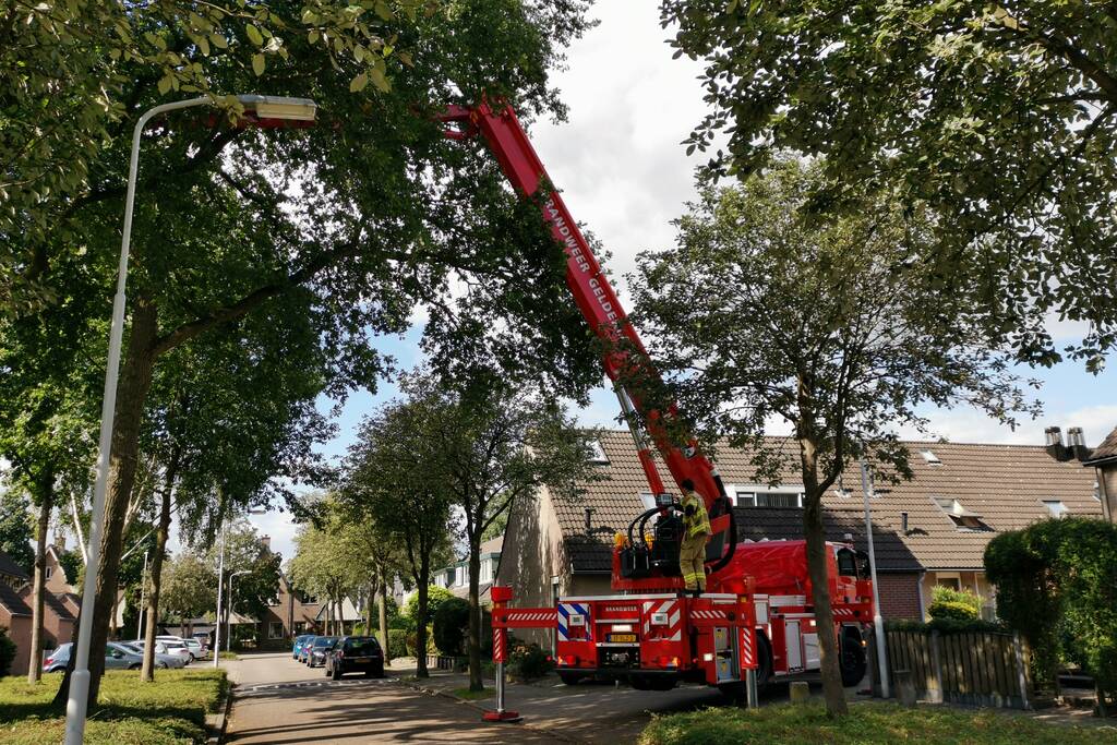 Poes zit hoog in de boom en kan er niet uit