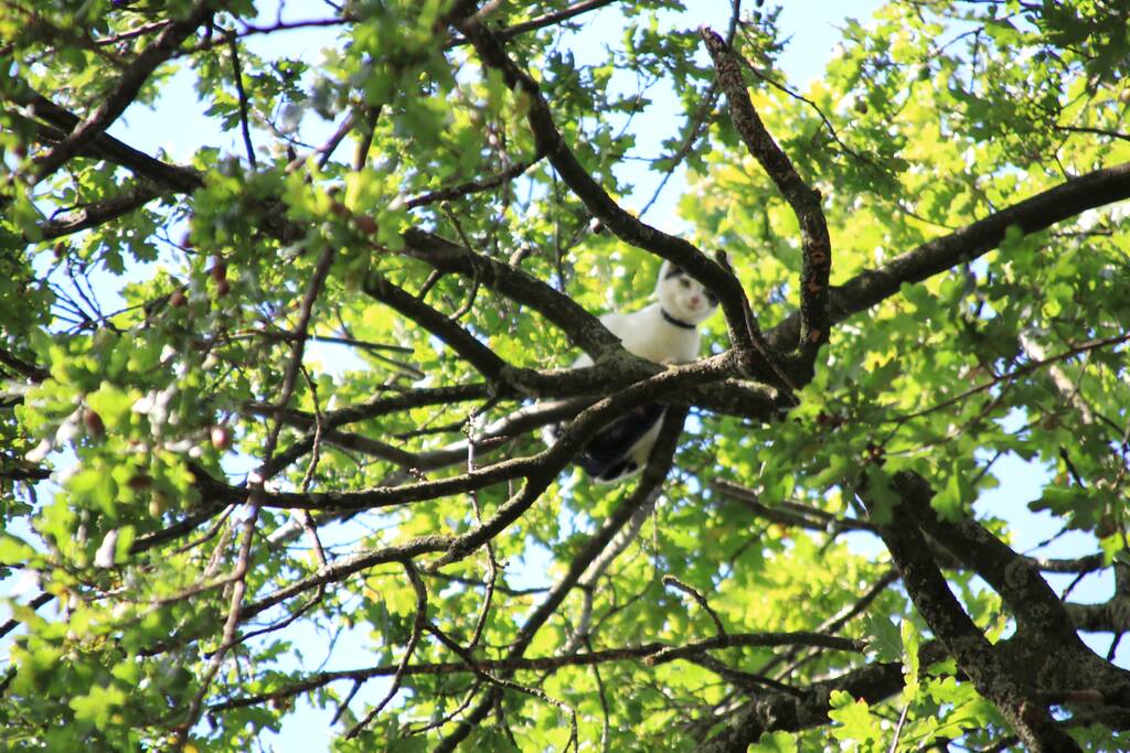 Poes zit hoog in de boom en kan er niet uit