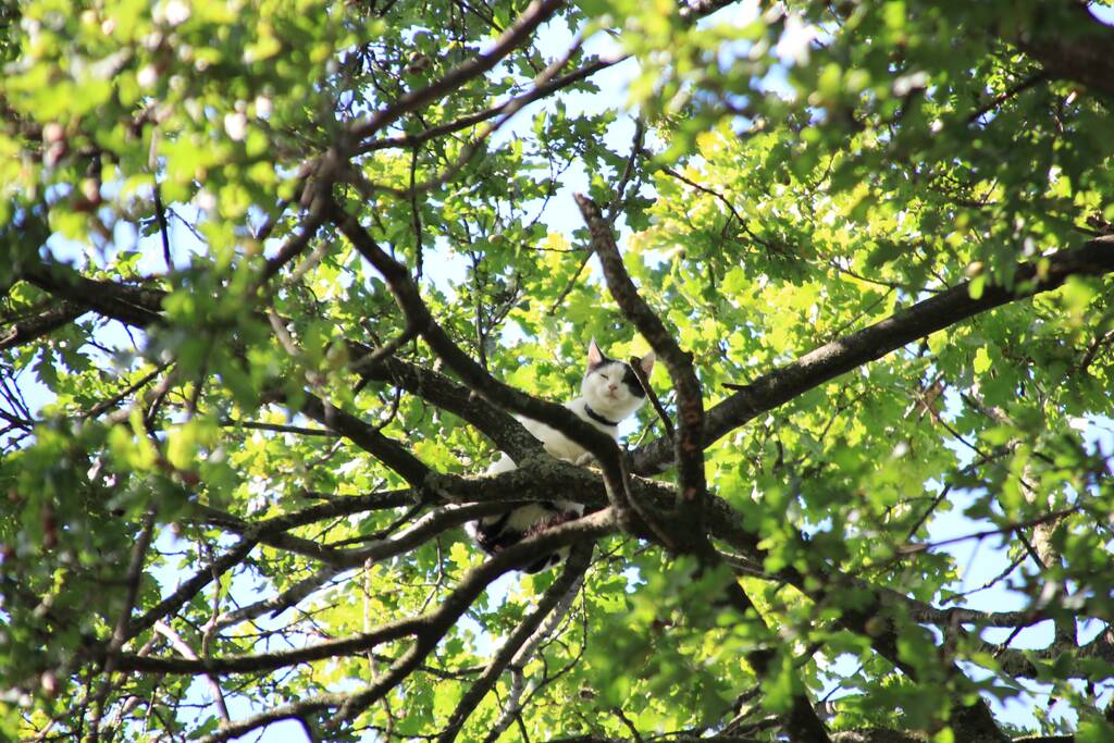 Poes zit hoog in de boom en kan er niet uit
