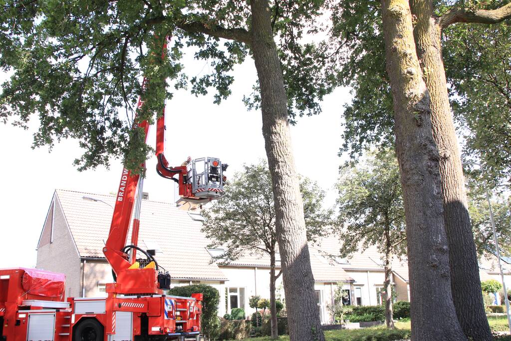Poes zit hoog in de boom en kan er niet uit