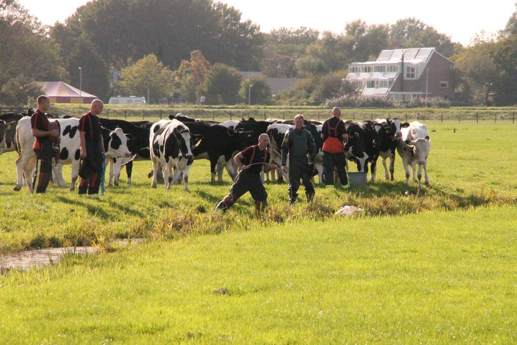 Stier belandt in sloot en wordt gered