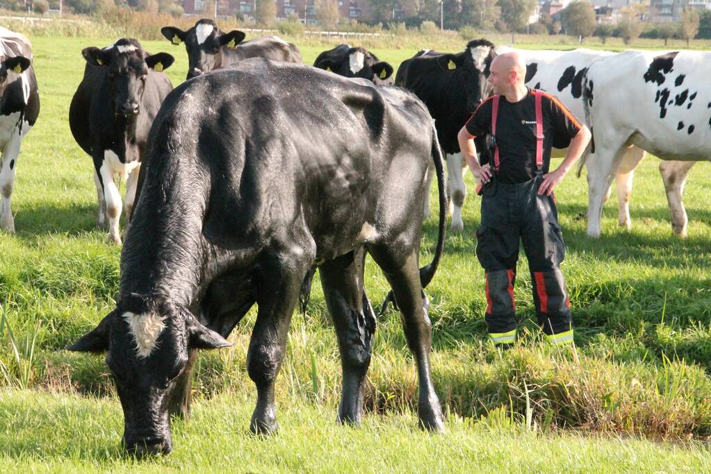 Stier belandt in sloot en wordt gered