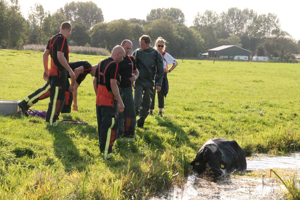 Stier belandt in sloot en wordt gered
