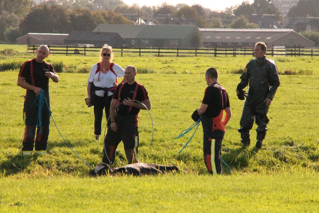 Stier belandt in sloot en wordt gered