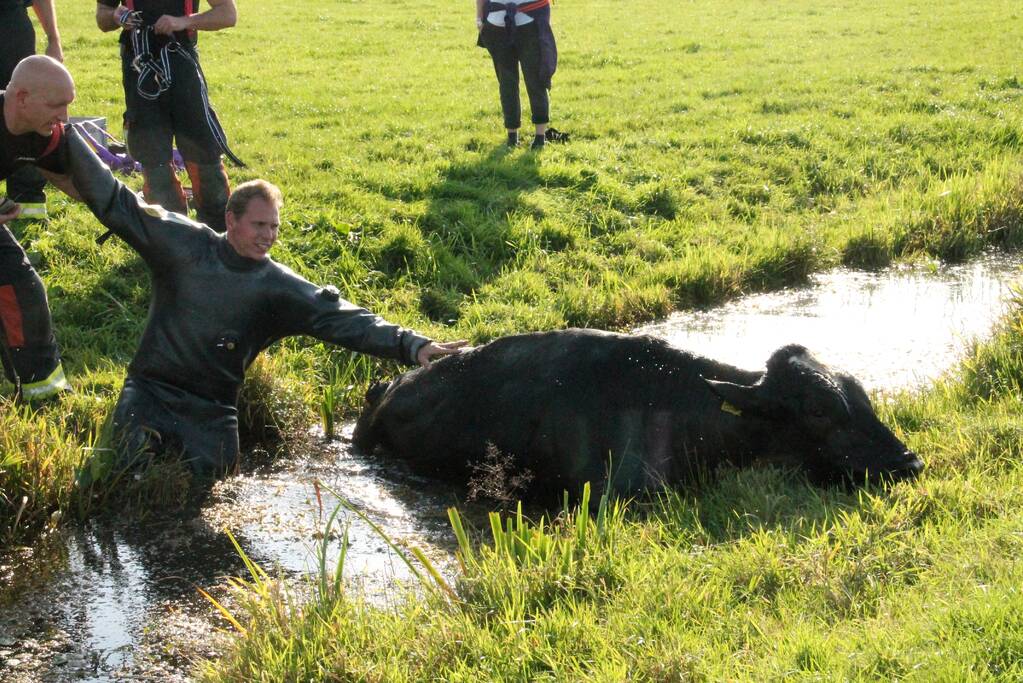 Stier belandt in sloot en wordt gered