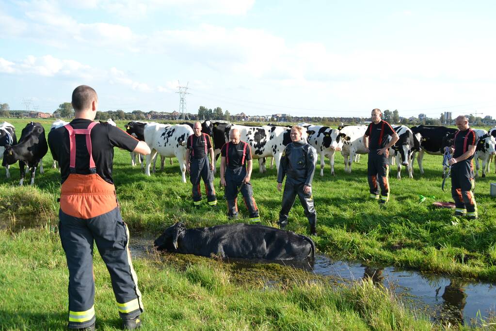 Stier belandt in sloot en wordt gered