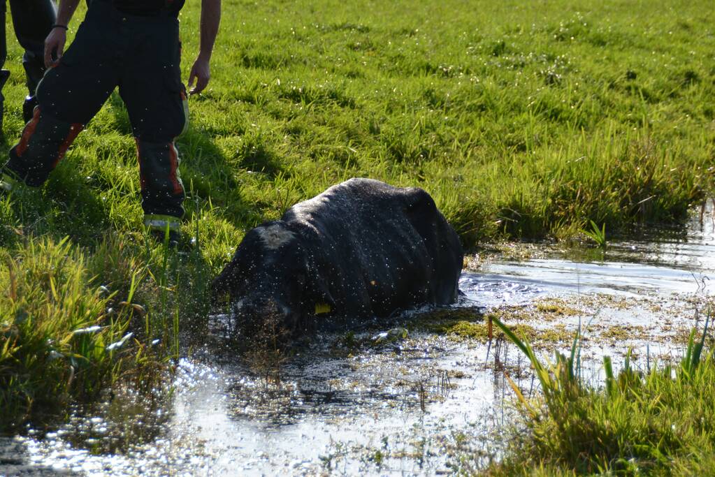 Stier belandt in sloot en wordt gered