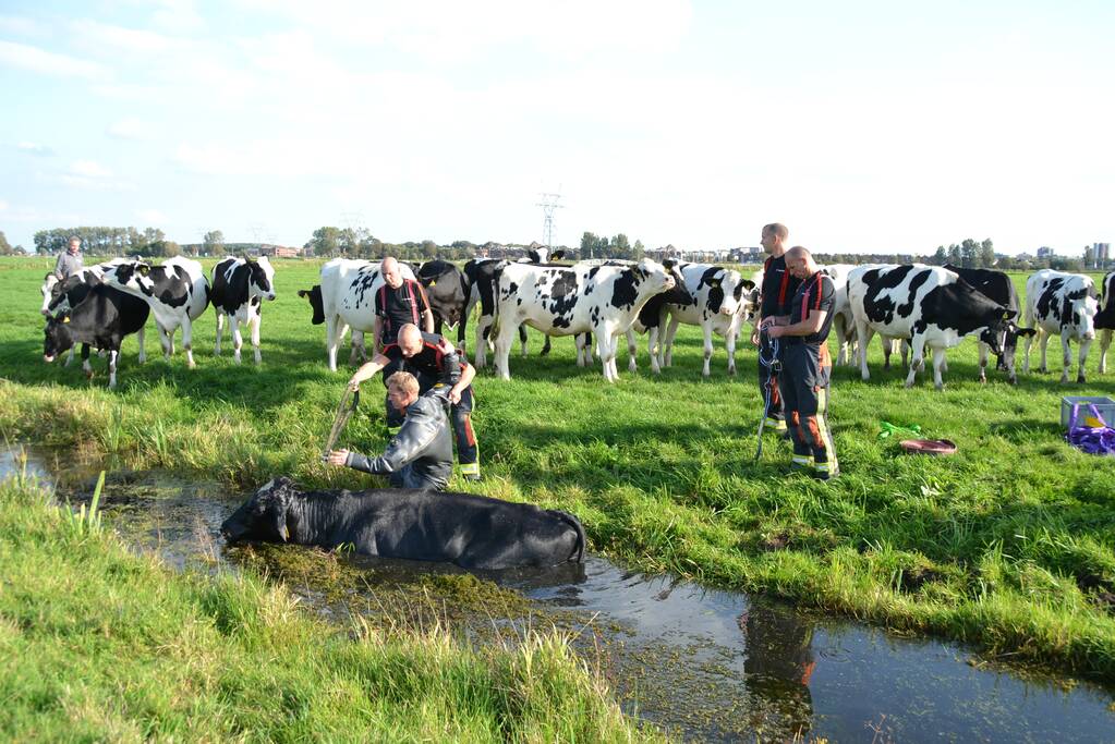 Stier belandt in sloot en wordt gered